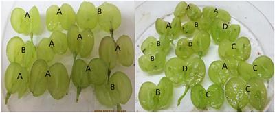 Study on the relationship between the changes in polyamine content and seedless grapes embryo rescue breeding